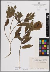 Foto von Salix dasyclados Wimm. x Salix purpurea L.